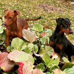 If we describe the pet’s menu in terms of health benefits, then we can say that the diet o ...