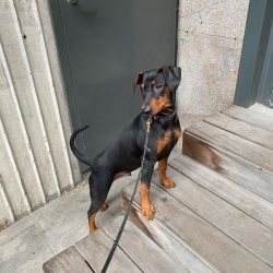 Any pinscher who feeds on industrial “drying” from time to time steals tomatoes and  ...