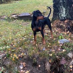 On breed forums, German Pinschers are called “vacuum cleaners” for their constant pa ...