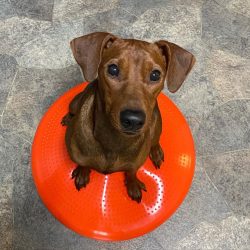 If discharge appears from the eyes, go to the veterinarian – healthy representatives of th ...