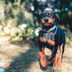 If a puppy is bought for shows or as a future breeding individual, it is important that its ance ...