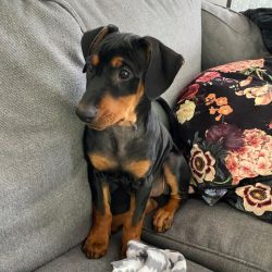 Translated from German, the name of the breed means “the one who bites.”