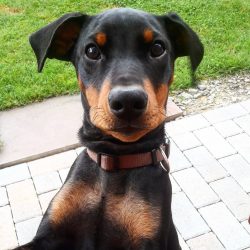  Do not forget about the vitamin and mineral supplements, which are required for all dogs that e ...
