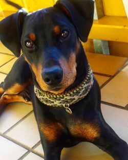 Low-fat dairy products and chicken eggs should also appear regularly in the pinscher bowl, as sh ...
