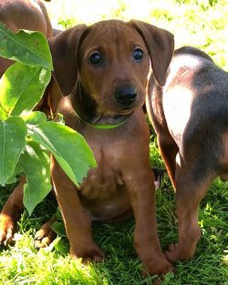 The dog can get the missing vitamins from vegetables (carrots, beets, pumpkin crops), fruits (ap ...