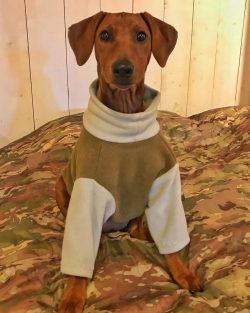 As a result of crossing other breeds with the Pinscher, Dobermans and Rottweilers were born.