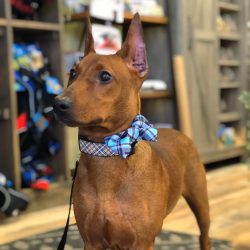 Currently, the German Pinscher breed is quite rare and is distributed mainly in Germany.