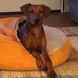 The breed standard describes the marbled, red and black and tan German Pinscher.
