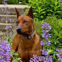 Coat colors should be bright and tan marks should be symmetrical with clear boundaries.
