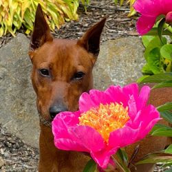 Even a photograph of a German Pinscher tells the observer about the high activity and endurance  ...