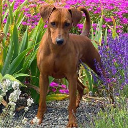 The German Pinscher has a long, pointed muzzle with high set ears, which can be dropped or docked.
 