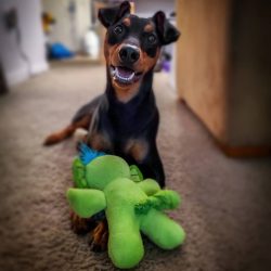 With appropriate training, the pinscher can work as a guard dog or a bloodhound.