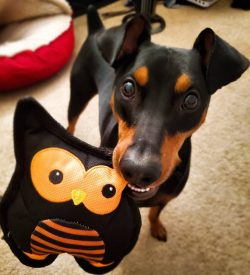 The breed of the German Pinscher is distinguished by its extreme loyalty to the owner, while the ...