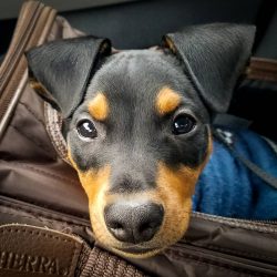 One can note the diligence and obedience of the Pinscher. However, he will only obey the owner,  ...