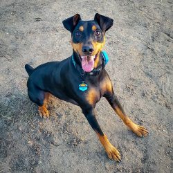 Dogs of this breed love to learn, they are happy to complete difficult and interesting tasks, bu ...