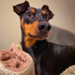 Sometimes a pinscher can jump up to a height of one and a half meters just to greet the owner.