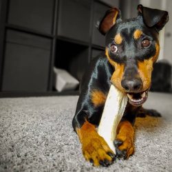 The character of the German Pinscher is largely determined by its mobile nervous system. The dog ...