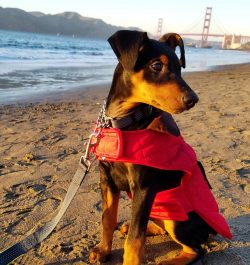 The dog’s endurance allows him to follow a scooter or a bicycle, run for hours during free ...