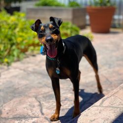 Taking care of the smooth-haired pinscher’s coat is very easy. It is periodically cleaned  ...