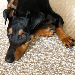 High activity and intense physical activity determine high requirements for the pinscher’s ...