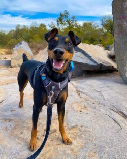The German Pinscher does not bark unnecessarily, only if he feels a real threat or danger.
 