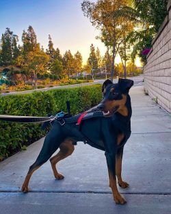 The German Pinscher can become destructive when bored. He is also known for his ability to gut t ...