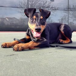 The German Pinscher is a strong-willed breed that needs a consistent and solid owner.