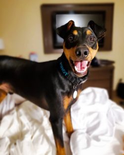 The dog is medium in size, strong and elegant. It has a trapezoidal long head, with a long muzzl ...