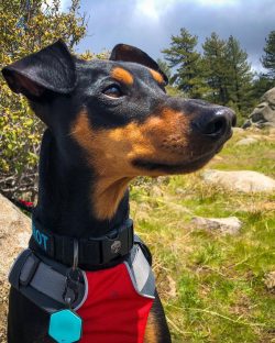 The German Pinscher is a strong-willed dog and needs a solid owner.