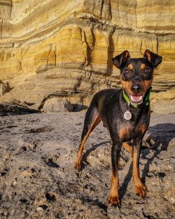 The German Pinscher can be the perfect companion dog.