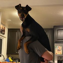 Pinscher, bursting with an overabundance of energy, needs competent control and good education.
