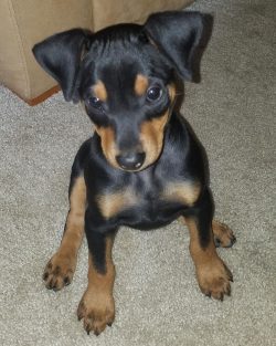 The name of the breed “pinscher” appeared a little later. It is associated with the  ...