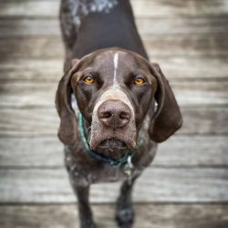 German Shorthaired Pointer is full of activity and enthusiasm. 