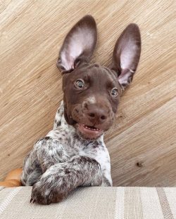 The German Shorthaired Pointer is between people, playing with children, and giving all the warm ...