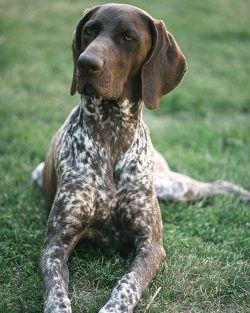  If you leave the German Shorthaired Pointer alone for a long time, then the animal may show unp ...