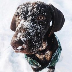 German Shorthaired Pointer can be nervous, even aggressive, sometimes the loneliness of the anim ...