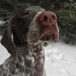 The powerful musculature of the dog needs regular physical activity.