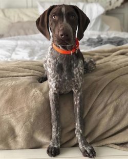  It is important to start learning and socializing with German Shorthaired Pointer from a very y ...