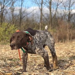 The German Shorthaired Pointer lends itself well to training.