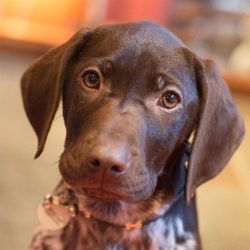 The tail of the German Shorthaired Pointer is usually docked, leaving about 40% of the original  ...