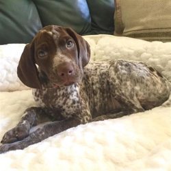 The German Shorthaired Pointer has graceful body proportions, expressive eyes, a keen mind, and  ...