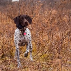  If you are looking for a strong, loyal, and gentle friend for the whole family, the German Shor ...