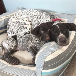 The German Shorthaired Pointer always keeps company for walks or evening runs.