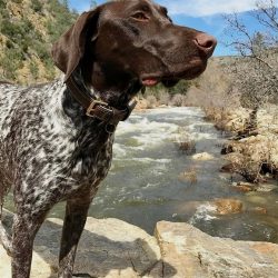 The German Shorthaired Pointer loves to play with children and be with his family.