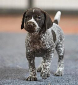 Hunting instincts do not prevent the dog from being an affectionate and gentle friend.