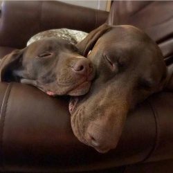 The German Short-haired Pointer hunts birds, but it can become an unsurpassed hunter of large an ...