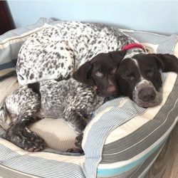 The German Shorthaired Pointer is a versatile sporting hunting dog and a good companion.