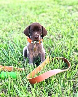  Animals of this breed are real loyal friends who need a lot of physical activity.