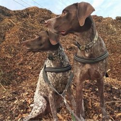 Male German Shorthaired Pointers are 55-65 cm tall and weigh 26-35 kilograms. Females can be 52- ...