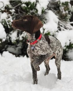 The German Shorthaired Pointer is a versatile hunting dog capable of hunting on water and on land.
